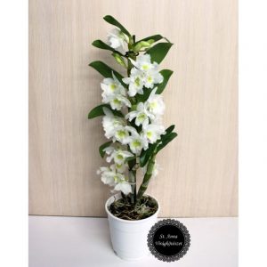 Orchidea 1 ág fehér (Dendrobium)