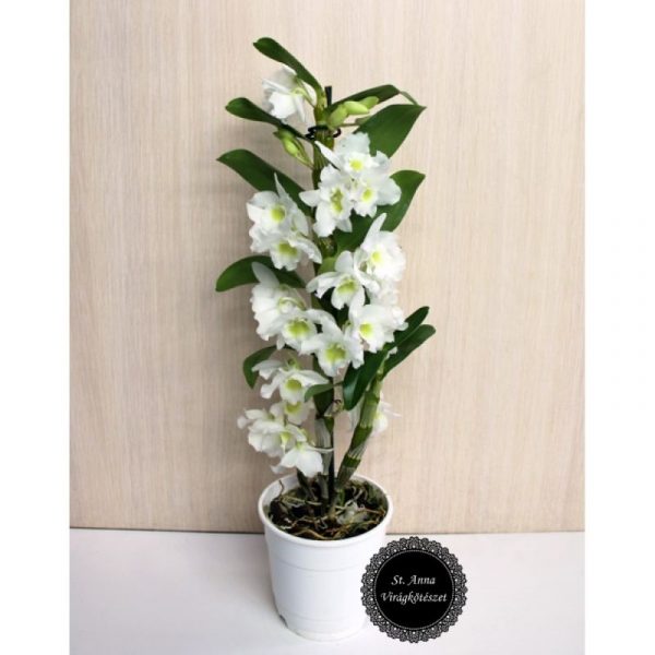 Orchidea 1 ág fehér (Dendrobium)