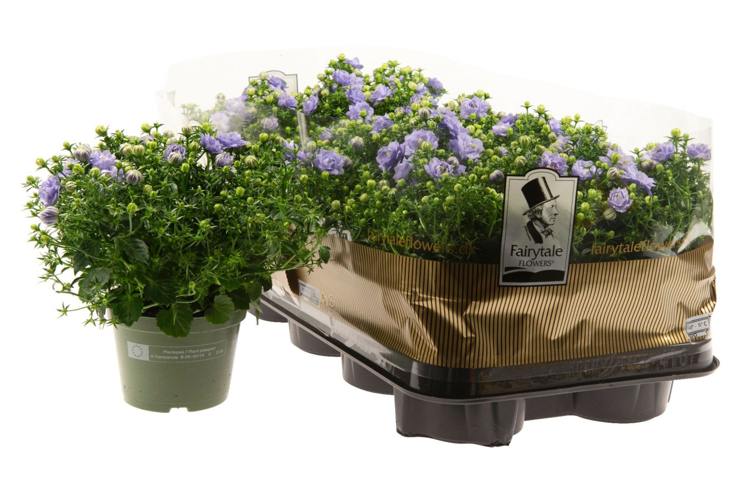 'Campanula' Blue like mee