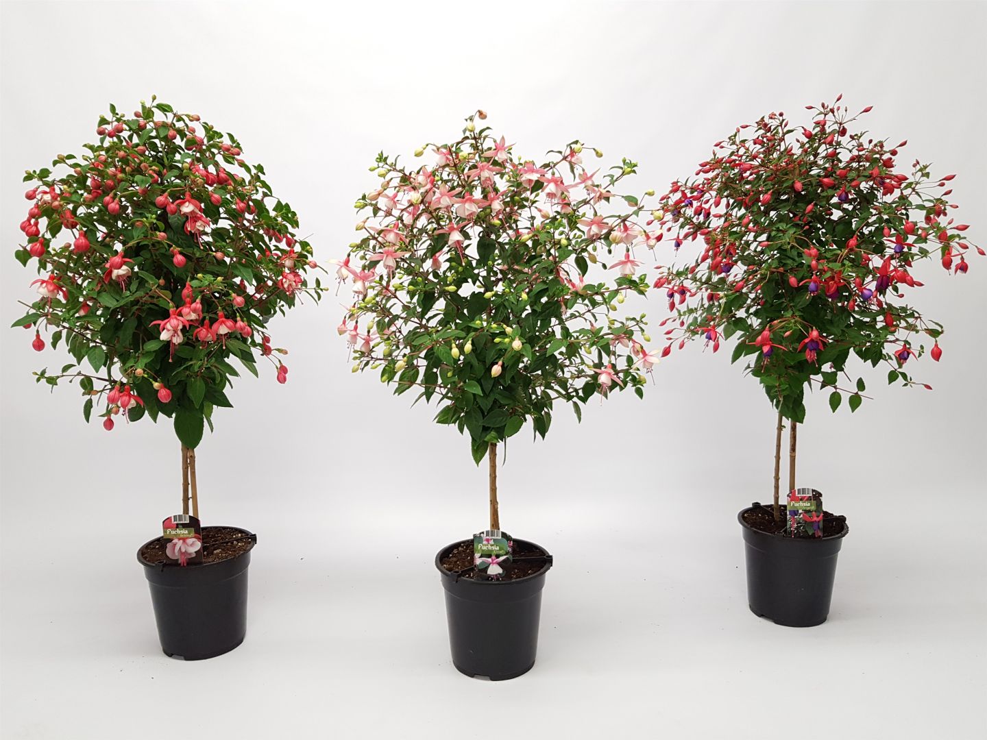 Fuschia' törzses