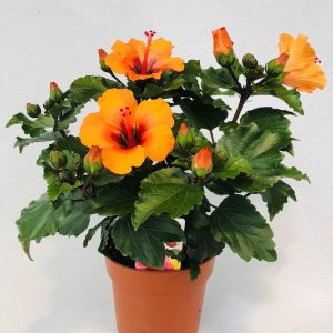 Hibiszkusz Petit Orange (Hibiscus)