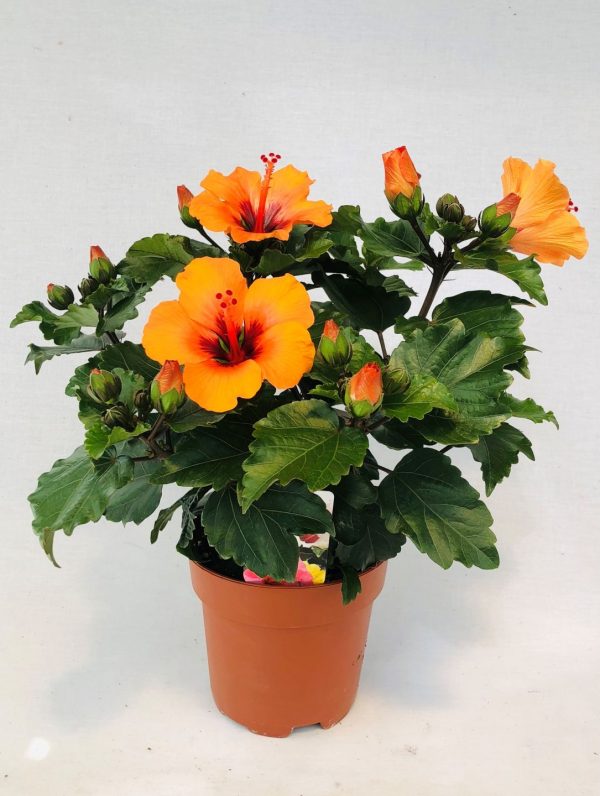 Hibiszkusz Petit Orange (Hibiscus)