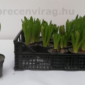 Hyacinthus (Jácint) 3 hagymás