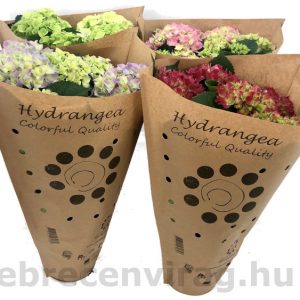 Hydrangea (Hortenzia) 14 (m)