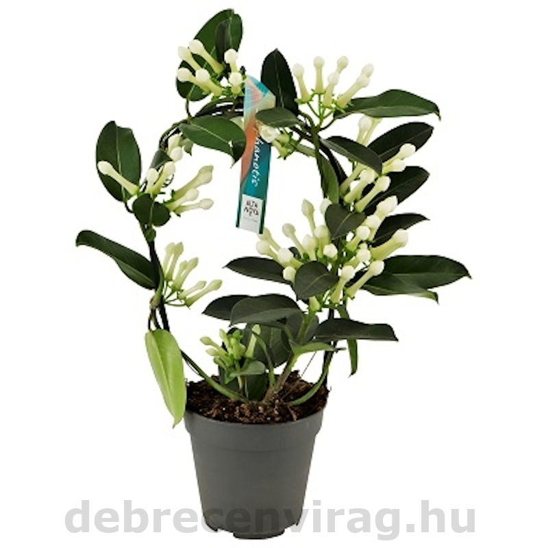 Stephanotis