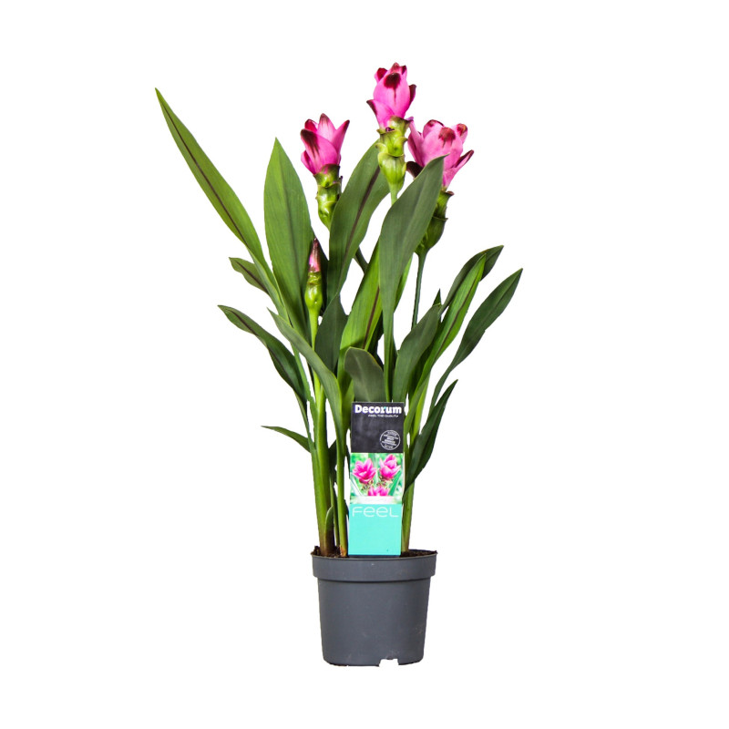 Curcuma (Kurkuma)