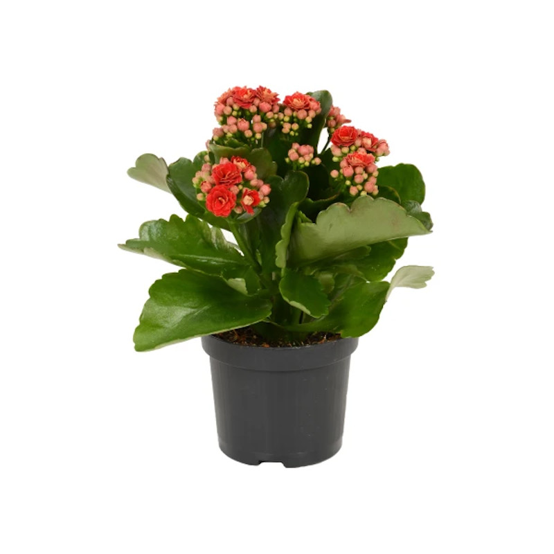 Korallvirág - Kalanchoe