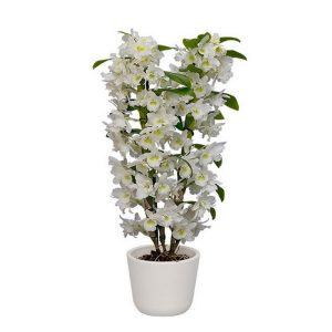 Orchidea fehér 2 ág (Dendrobium)