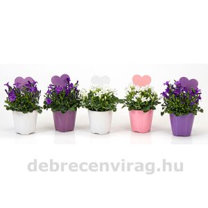 Campanula (harangvirág) mini, kaspóban