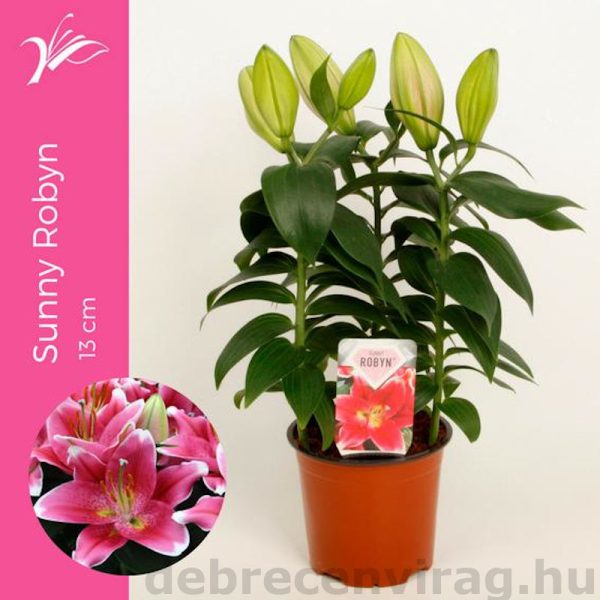 Liliom Or Sunny Keys (Lilium)
