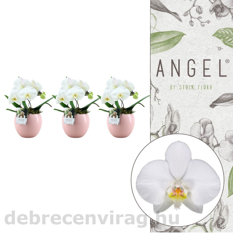 Phalaenopsis Angel