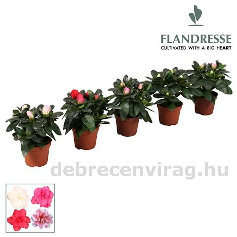 Rhododendron mini