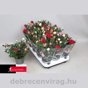 Szobarózsa ‘quattrorosa’