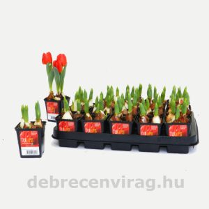 Tulipán 3 hagymás  ‘red baby’
