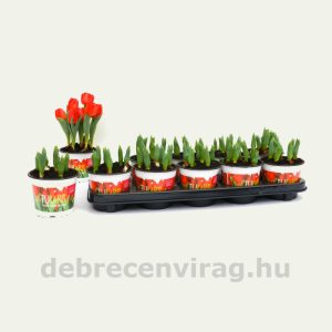 Tulipán 7 hagymás  ‘red baby’