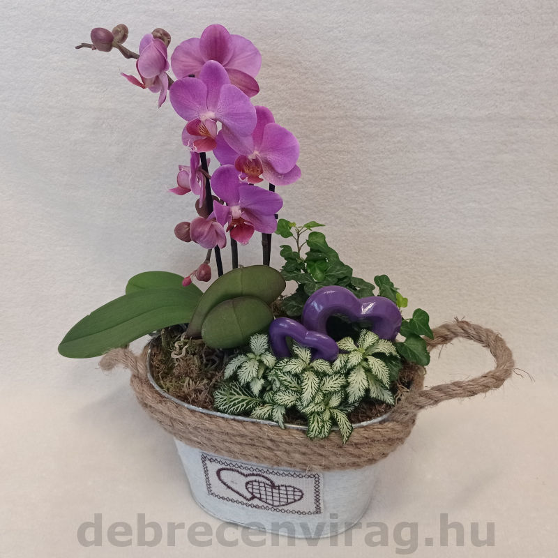 Orchidea összeültetés