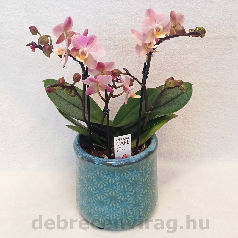 Parfüm orchidea türkiz kaspóban