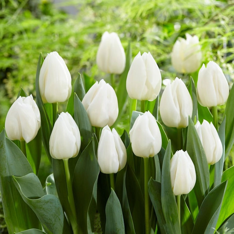 Nőnapi Tulipán (Minimum rendelés: 10db) - Image 4