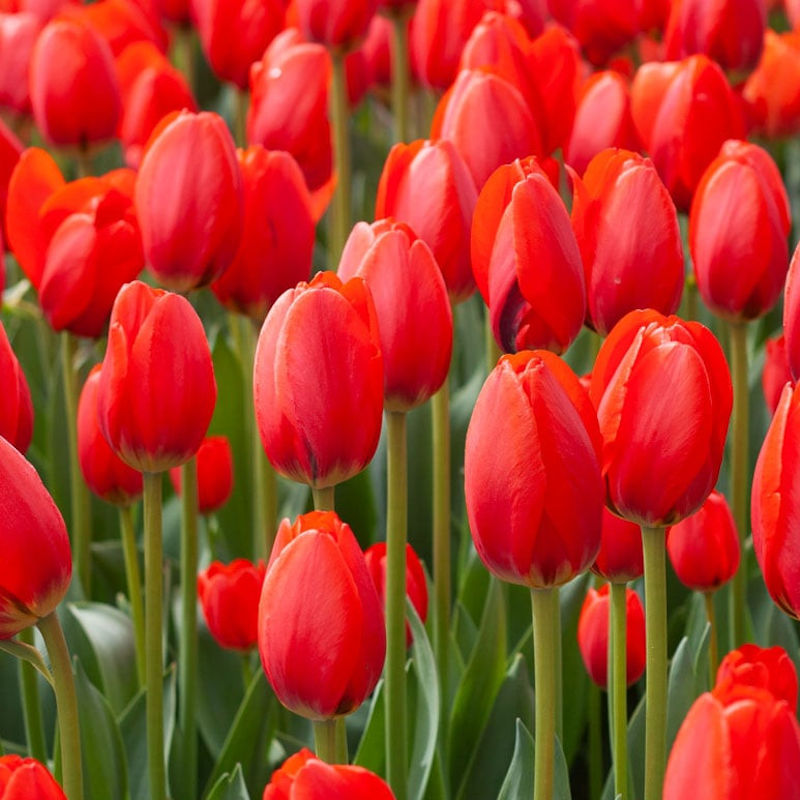 Nőnapi Tulipán (Minimum rendelés: 10db) - Image 3
