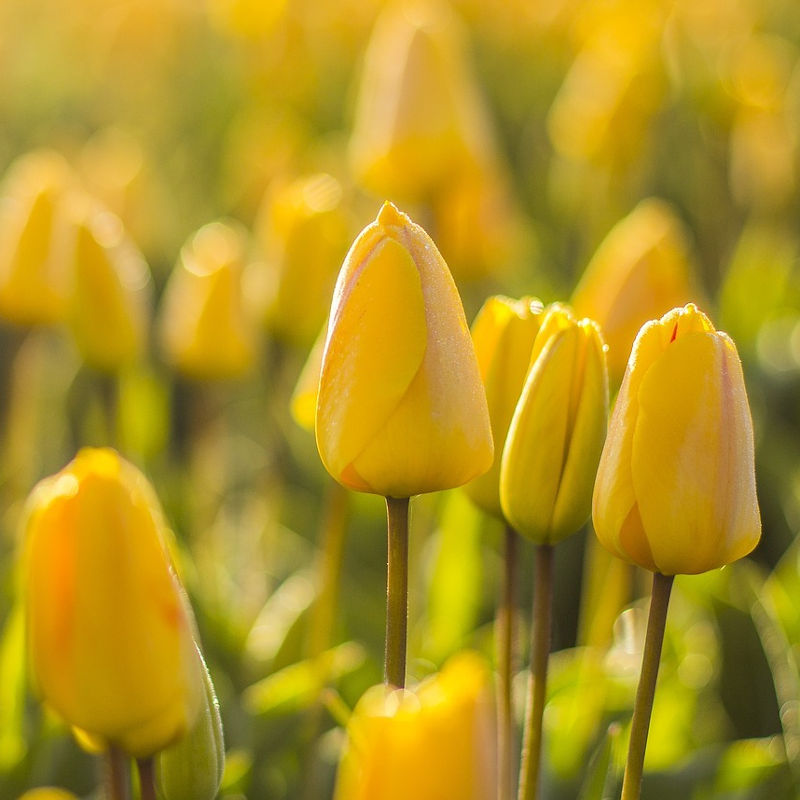 Nőnapi Tulipán (Minimum rendelés: 10db) - Image 2