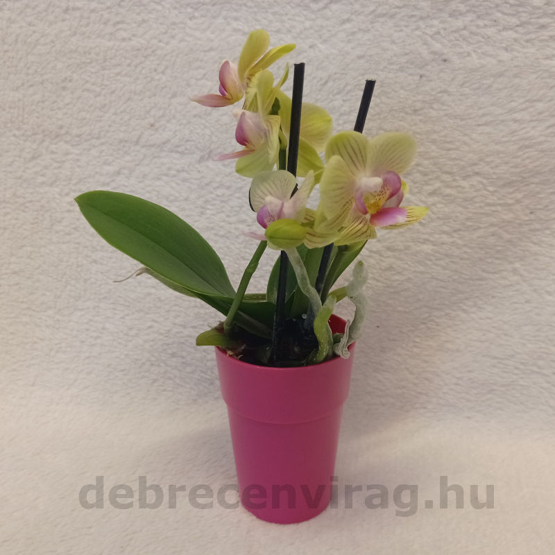 Mini orchidea kaspóban - Image 4