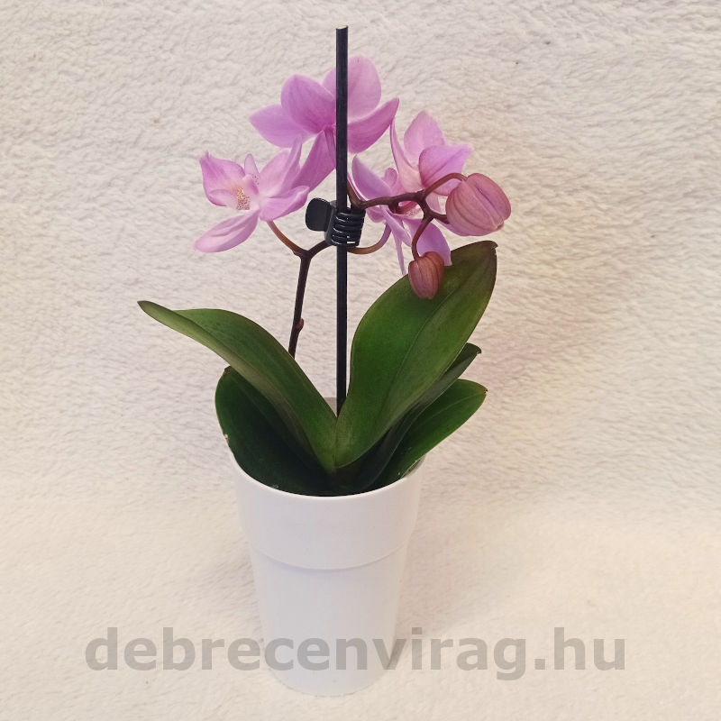 Mini orchidea kaspóban - Image 3