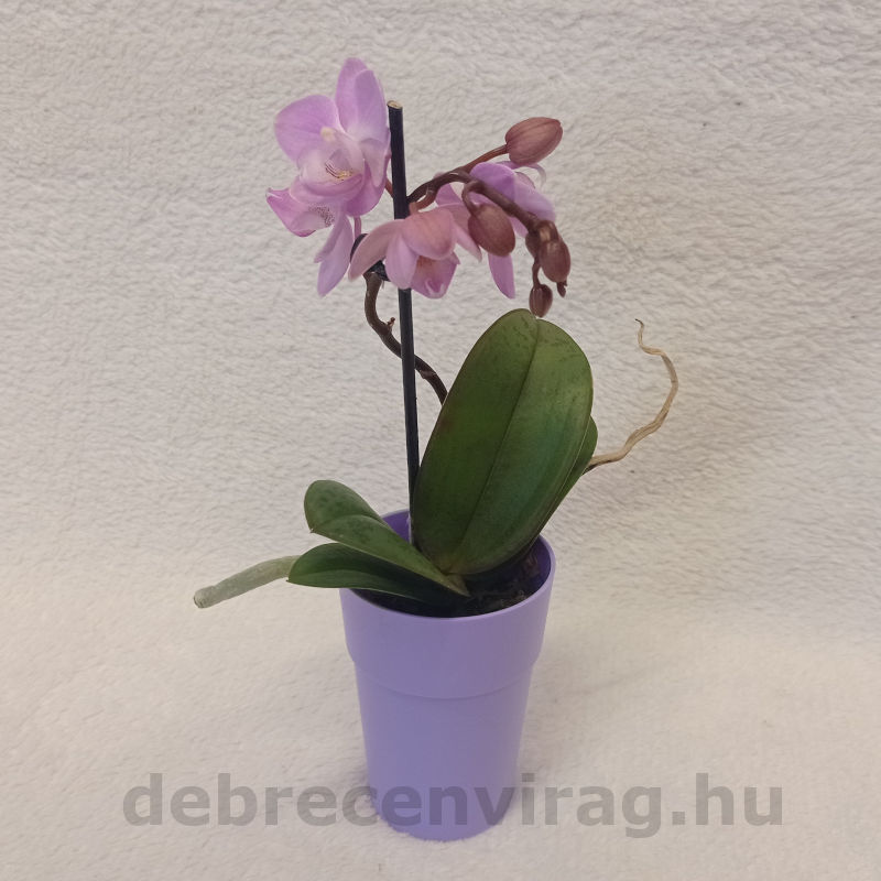 Mini orchidea kaspóban - Image 2