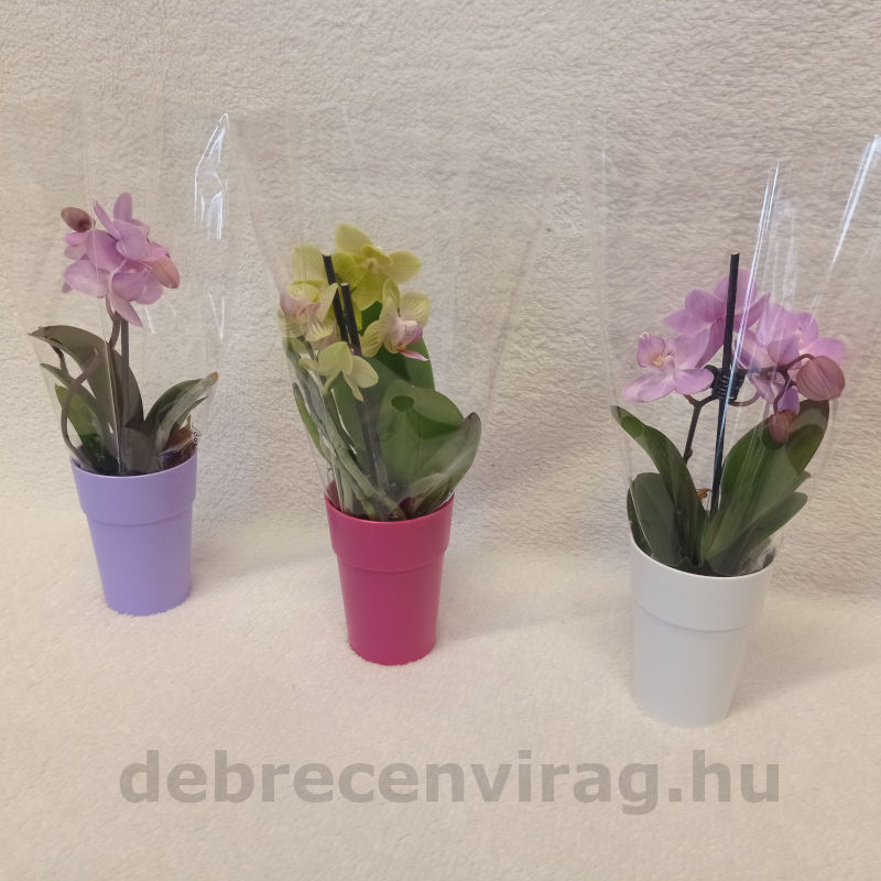 Mini orchidea kaspóban