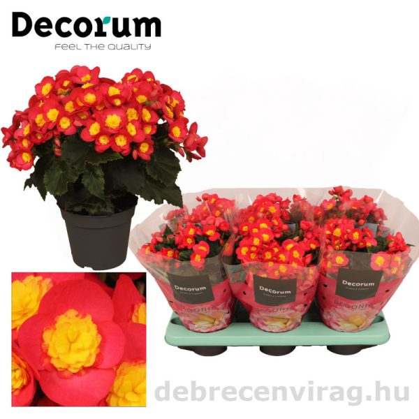 Begónia Valentino (Begonia)