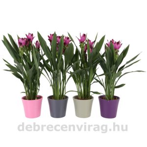Kurkuma Splash kaspós (Curcuma)
