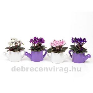 Mini Fokföldi ibolya locsolóval