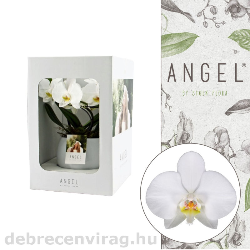 Phalaenopsis ‘ Angel’