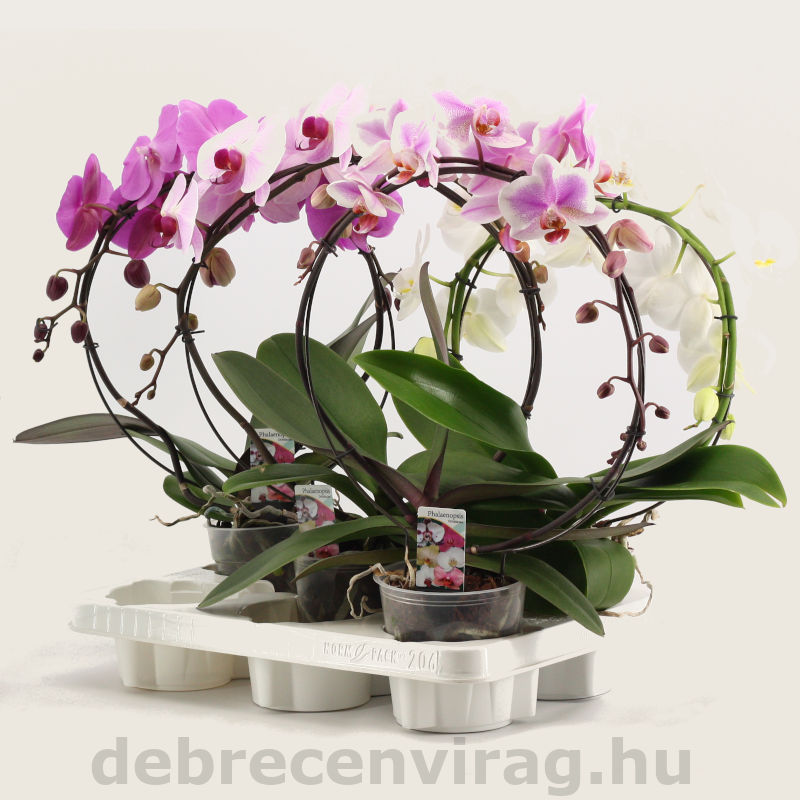 Phalaenopsis kör orchidea - Image 2