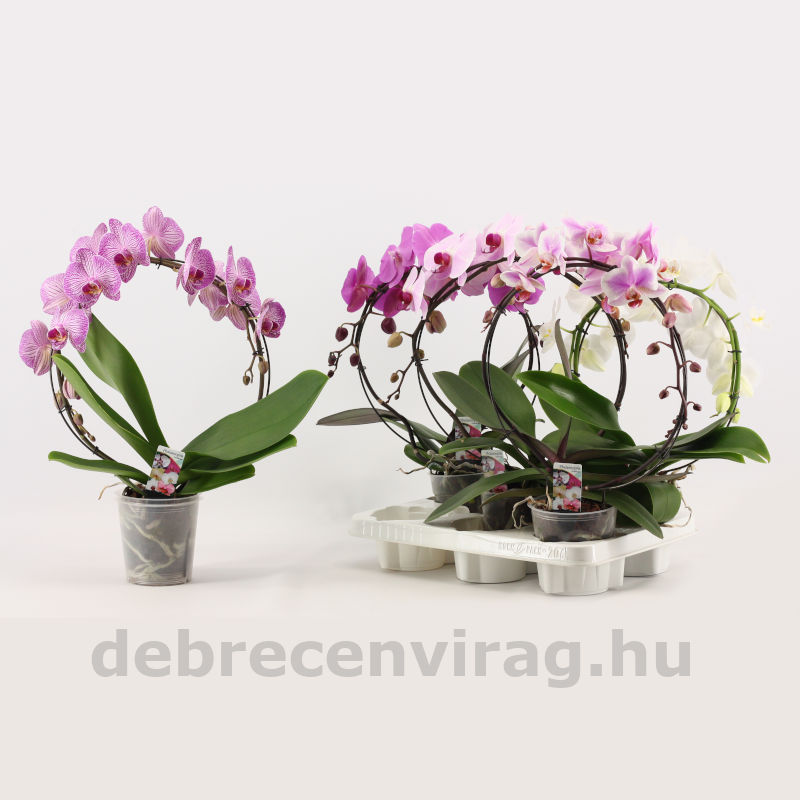 Phalaenopsis kör orchidea - Image 3