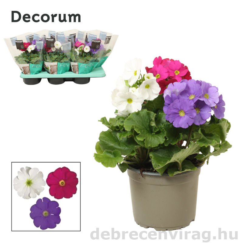 Primula