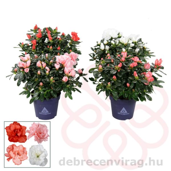 Rhododendron (Azalea)