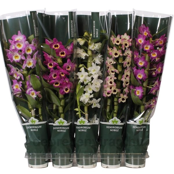 Orchidea 1 ág mix (Dendrobium)