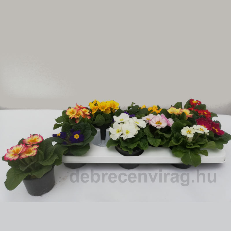 Kankalin Hu Kiss (Primula) - Image 2