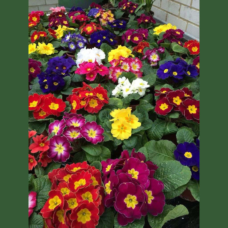 Kankalin Hu Kiss (Primula)