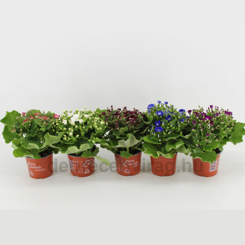 Senec Cineraria Gem - Image 2