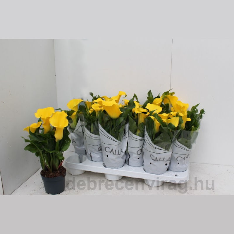 Kála Capt Solo (Zantedeschia)