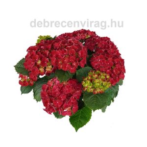 Hortenzia Paars (Hydrangea)