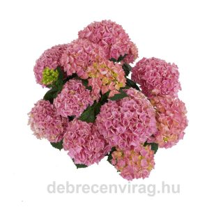 Hortenzia Pink (Hydrangea)