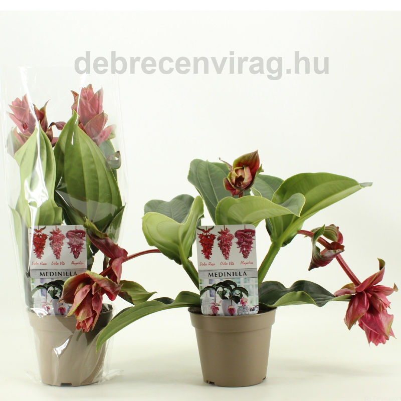 Medinilla