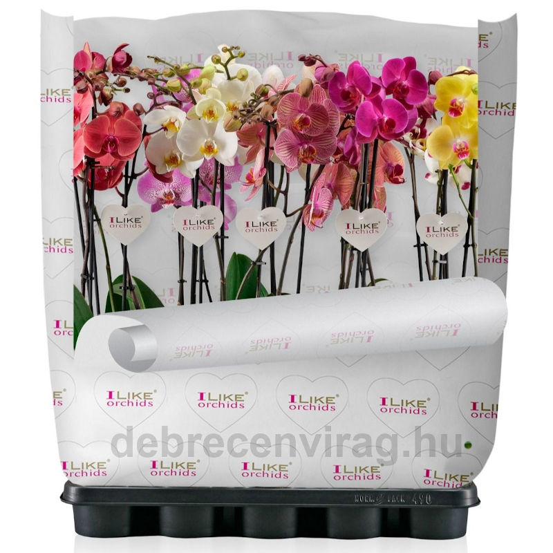 Orchidea