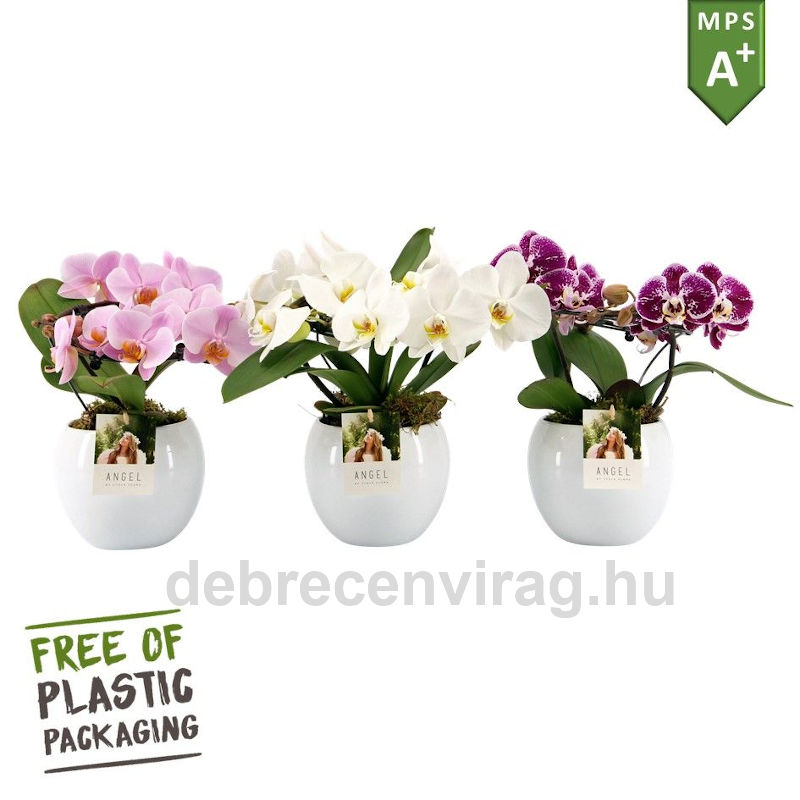 Orchidea