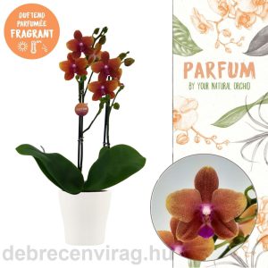 Orchidea 2 ág Bolgheri Parfüm Illatos (Phalaenopsis)