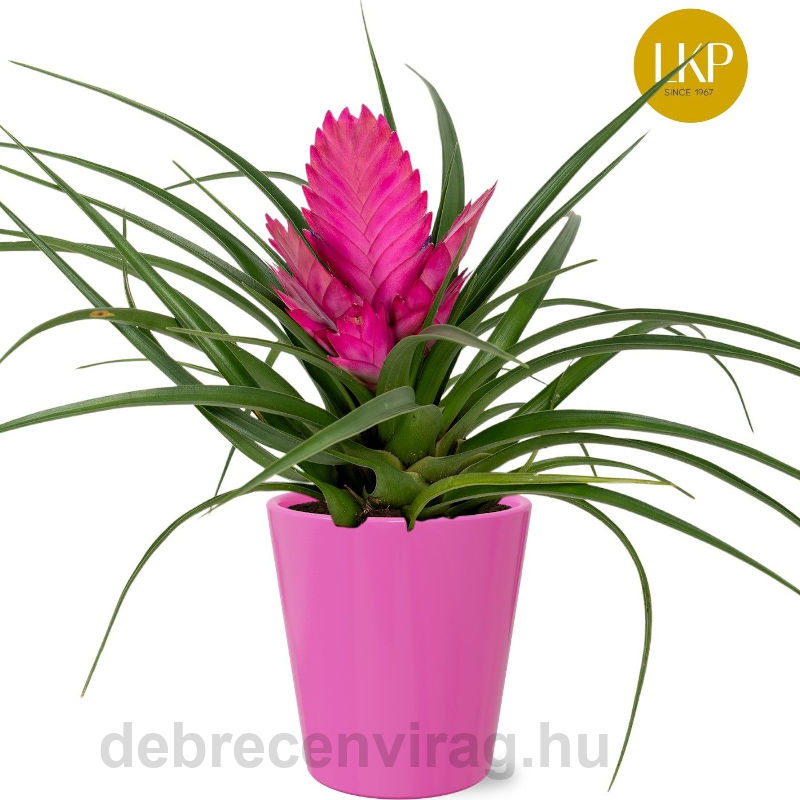 Tillandsia