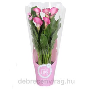 Kála More Lips Zazu - Calla (Zantedeschia)