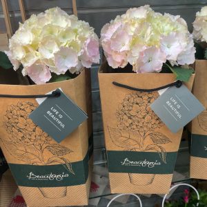 Hortenzia 'Light pink' trendi táskával